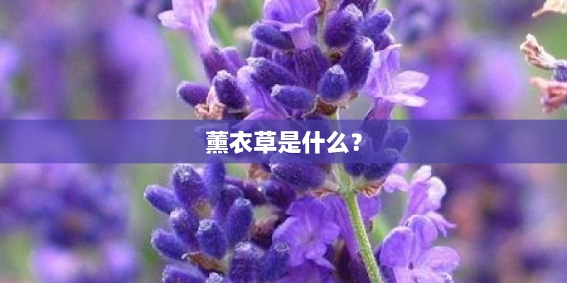 薰衣草是什么？