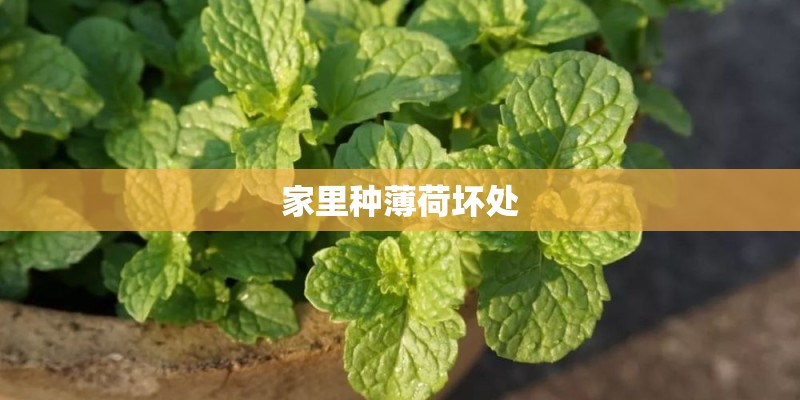 家里种薄荷坏处 家里种薄荷坏处