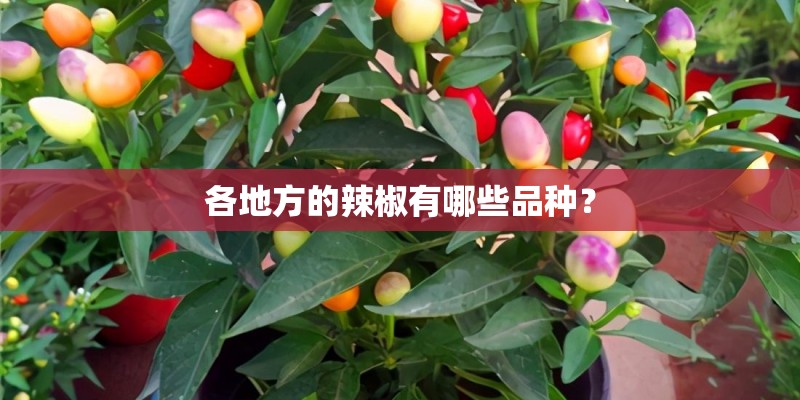 各地方的辣椒有哪些品种？
