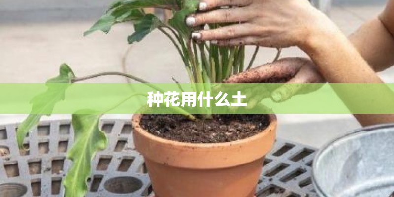 种花用什么土