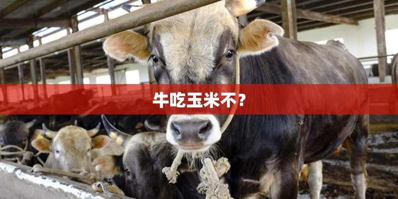 牛吃玉米不？